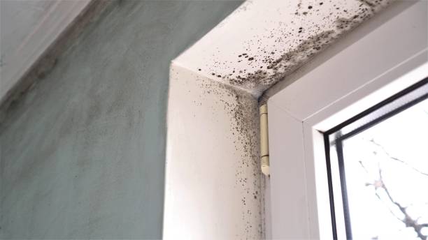 Mold Testing and Removal in South St Paul, MN