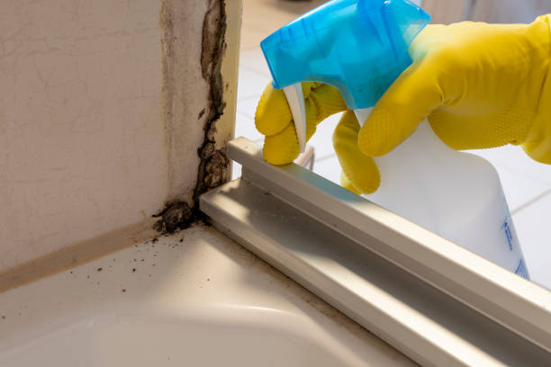 Best Mold Cleaning Services  in South St Paul, MN
