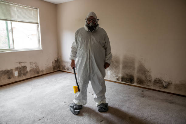 South St Paul, MN Mold Removal Company