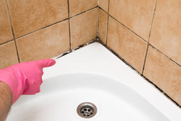 Best Office Mold Removal Services  in South St Paul, MN